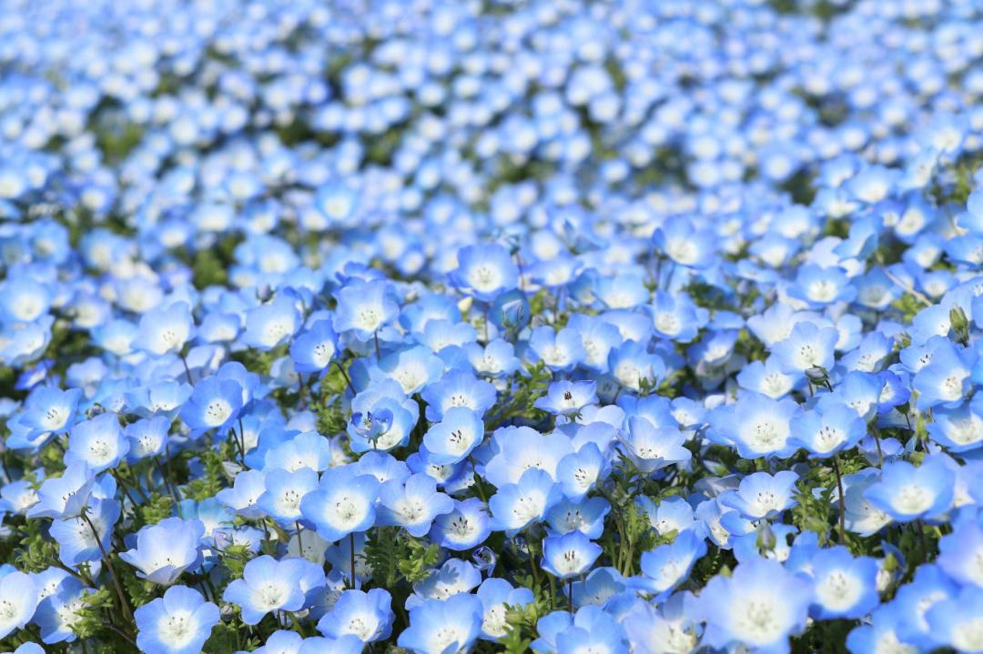 Blue flowers all over