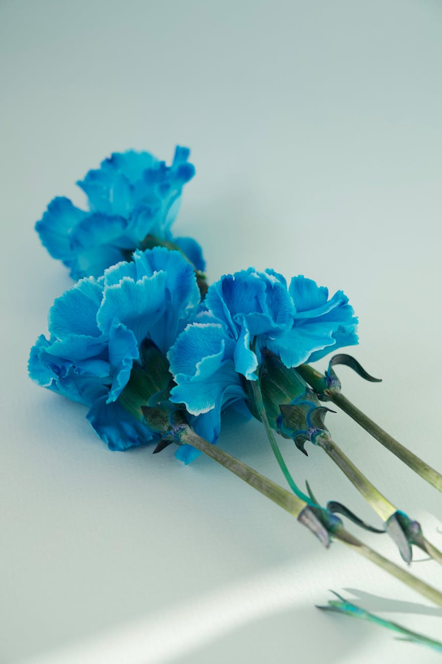 close up of blue flowers