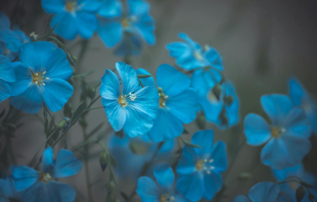 Stunning blue flax flowers in soft focus black background